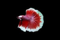 picture of Dumbo Halfmoon Betta Male Lrg                                                                        Betta splendens